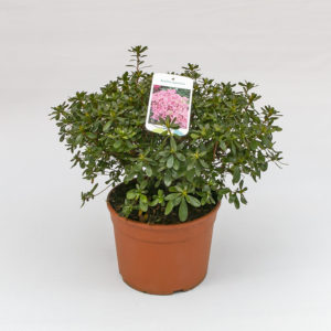 Azalea Japonica