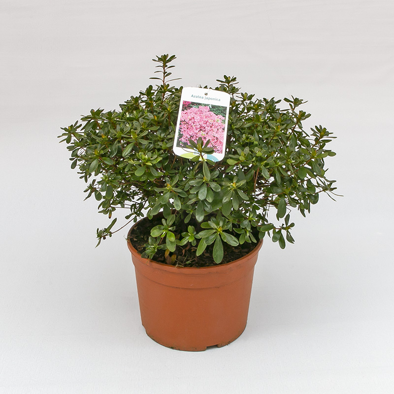 Azalea-japonica