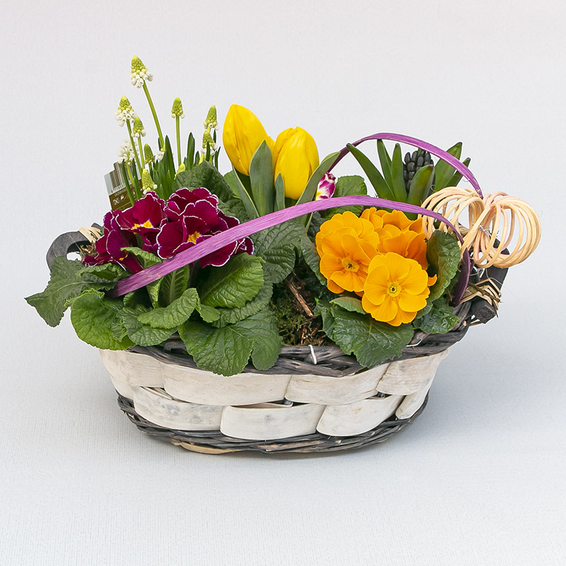 Composizione-primulette-giacinto-muscari-tulipano-fioreria-oriale