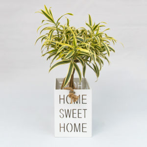 Dracena