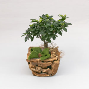 Ficus Ginseng
