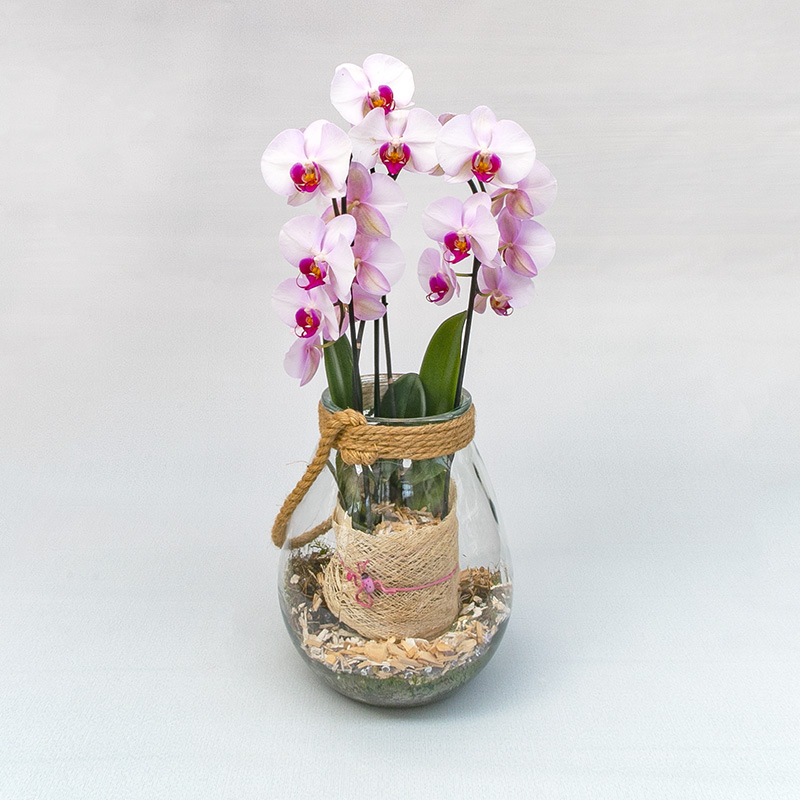 Orchidea