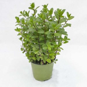 Menta Hugo - Pianta in vaso