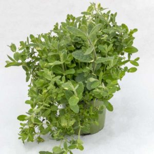 Menta ananas - Pianta in vaso