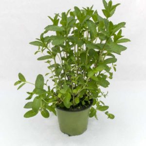 Menta mojito - Pianta in vaso