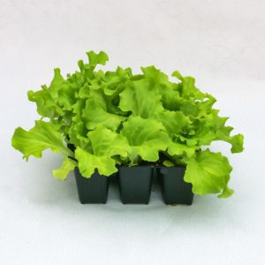 Insalata canasta