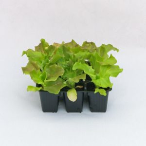 Insalata gentilina