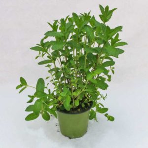 Menta cioccolato - Pianta in vaso