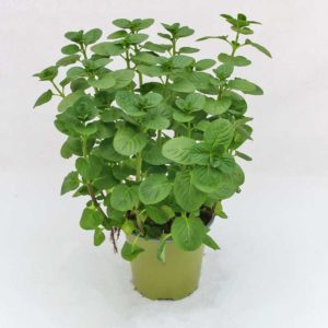 Menta rotundifolia - Pianta in vaso