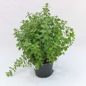 Origano - Pianta in vaso