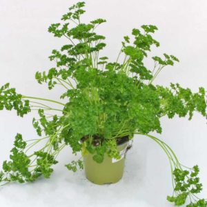 Prezzemolo riccio - Pianta in vaso