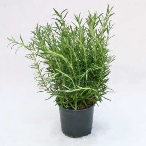 Rosmarino classico - Pianta in vaso