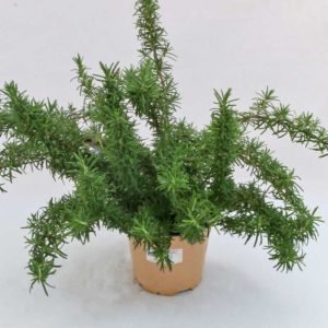 Rosmarino prostrato - Pianta in vaso