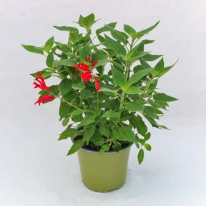 Salvia all'ananas - Pianta in vaso