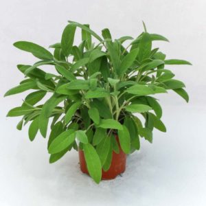 Salvia foglia larga - Pianta in vaso