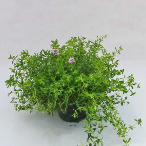 Santoreggia - Pianta in vaso