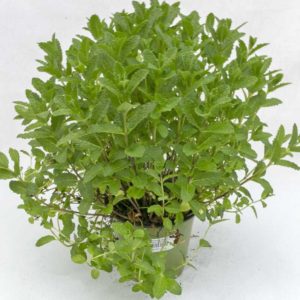 Menta piperita - Pianta in vaso