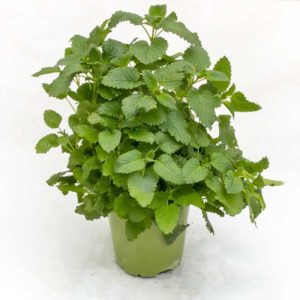 Melissa - Pianta in vaso