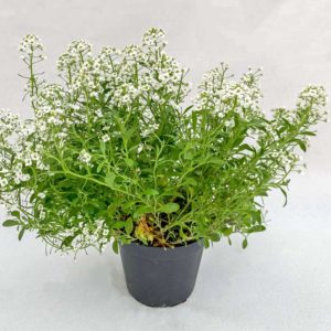 Lobularia