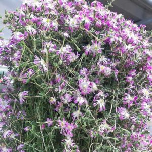 Barba di Giove