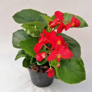 Begonia gigante da Sole