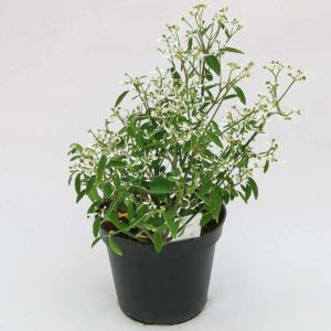 Euforbia