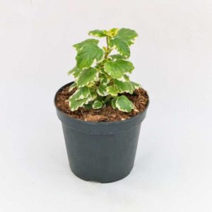 Incenso - Pianta in vaso