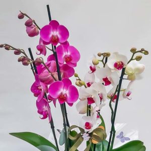 Orchidee