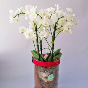 Cilindro in vetro con phalenopsis
