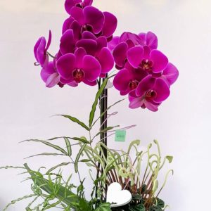 Composizione con phalenopsis e piante verdi