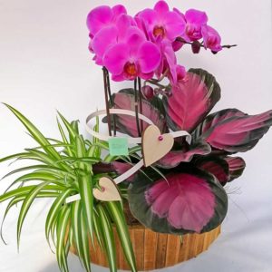 Composizione con phalenopsis piante verdi in vaso di bambù