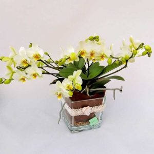 Cubo in vetro con phalenopsis a bouquette