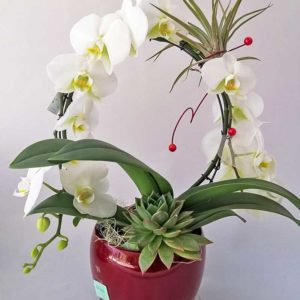 Phalenopsis ad arco con tillansie e pianta grassa in vaso di ceramica