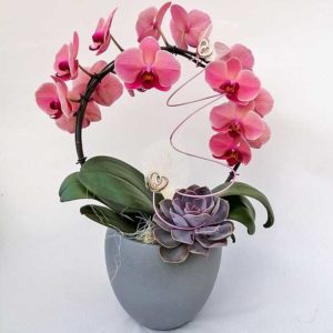 Phalenopsis ad arco con vaso antracite e pianta grassa