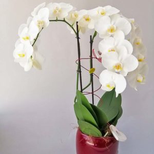 Phalenopsis cascante con vaso in ceramica