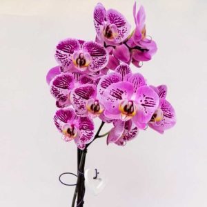 Phalenopsis con vaso in armonia