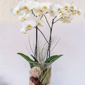 Phalenopsis con tillansie e vaso in vetro