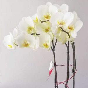 Phalenopsis con vaso rosso e cuori