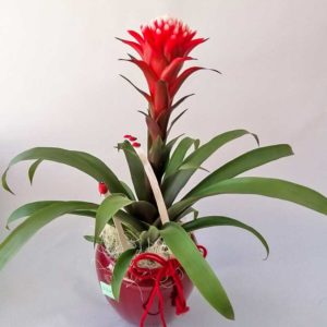 Guzmania in armonia con vaso