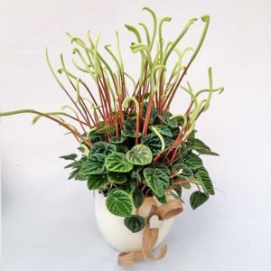 Peperomia con vaso in ceramica