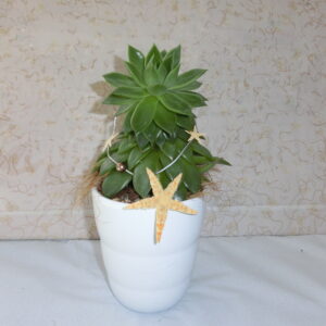 Echeveria con stelle marine