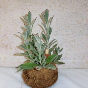 Pianta grassa con base in cocco