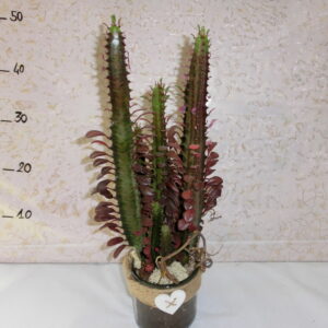 Euforbia trigona in vetro