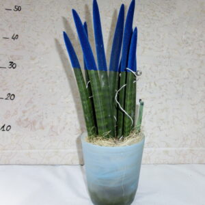 Sansaveria mikado color mare