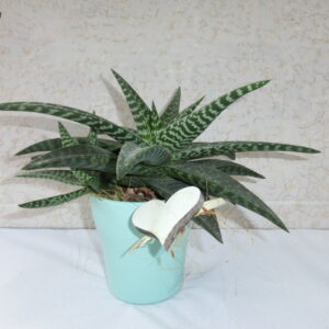 Aloe con ceramica