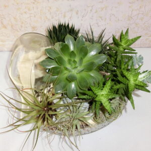 Tillandsie e piante grasse su vetro