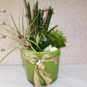 Vetro con piante grasse e tillandsie