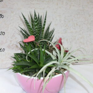 Vaso in ceramica con piantine grasse