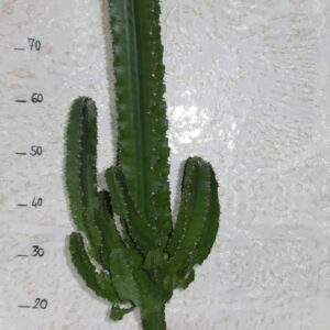 Euphorbia