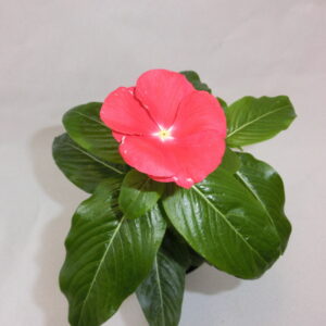 Vinca a cespuglio
